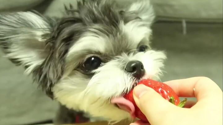 How hungry is this little pup? It makes just as much noise while eating!