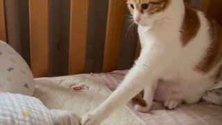 When your feet accidentally show under the covers, your cat: