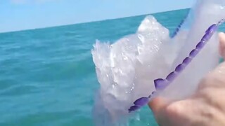 قنديل البحر هاهاها قنديل البحر