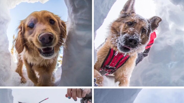 Search-and-rescue dog: "Great! I finally found you! Are you okay?"