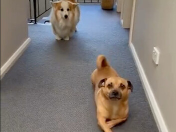 ยังจำหมาตัวนั้นที่เคยล้อเลียนคอร์กี้ขาสั้นได้ไหม? ผ่านมาหลายปีแล้ว มันยังคงทำแบบนั้นอยู่เลย ฮ่าๆๆๆๆๆ