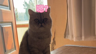 แม่เจ้า มีสติปัญญาบ้างแต่ไม่มาก