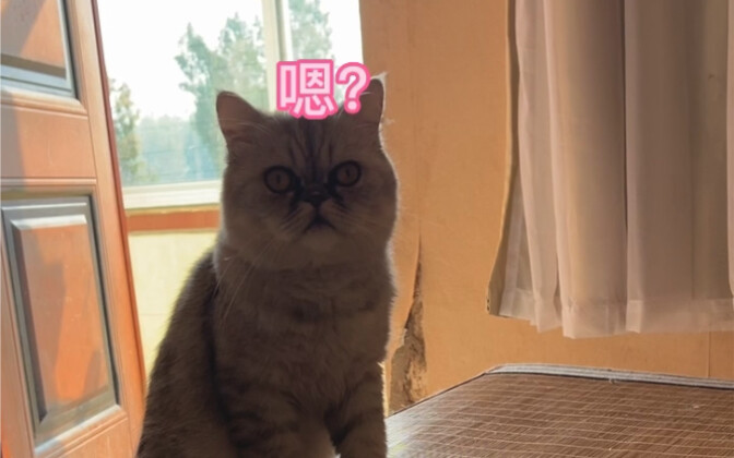 Astaga, sedikit punya kecerdasan tapi tidak banyak