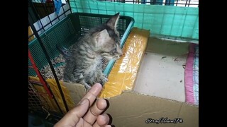 Dog Trying To Figure Out What He Seing On Table , Kitten Very Active