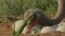 Big Beasts EP 07 [Sub Việt]