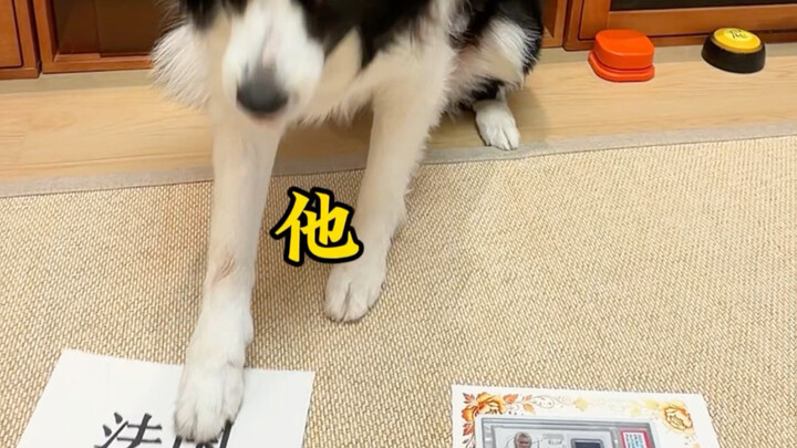 Chết vì nóng mày con chó!