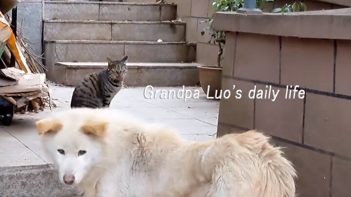 Animal Video | Grandpa Luo's Cats And Dogs
