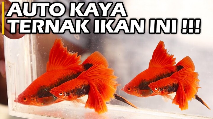 Breeder Ikan Hias Harus Tau ! Ikan Platy Harga Jutaan Rupiah ! Peluang Sukses di Tahun 2022 !