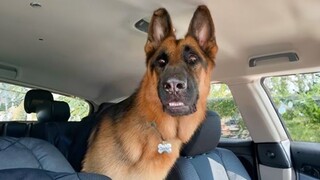 When brave dogs know they are going to the vet   Funniest Dog Reaction