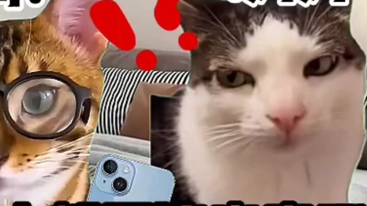 "Cat Meme Theater" Do all rich people play so extravagantly?