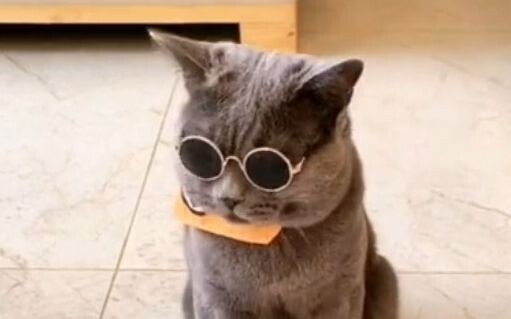 盘点那些被玩坏的猫咪！