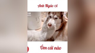 Anh Ngáo giả bộ ko nghe em mèo kìa... cưng xỉu chó_cưng cẩu_lương mèo trending tiktok