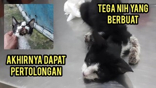 Masya Allah Anak Kucing Liar Yang Terluka Mulutnya Seneng Banget Di Bawa Ke Dokter Untuk Di Obati.!