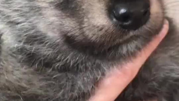 Một anh chàng “cấp dưỡng chó” ở nước ngoài đã chia sẻ sự thay đổi ngoại hình của chú cún nhà mình từ