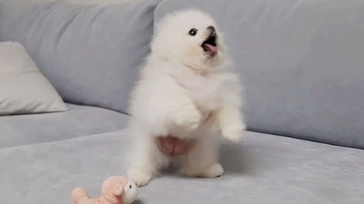 Anak anjing sekarang sangat marah, imut sekaligus galak—harus dibujuk!