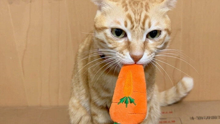 Bọc em bé thế này cũng coi như đã hoàn thành thử thách rồi nhỉ?