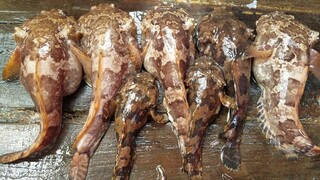 Làm Thịt Loài ''CÁ XẤU XÍ'' Nhưng Ăn Lại Rất Ngon | Ngư Dân Miền Tây