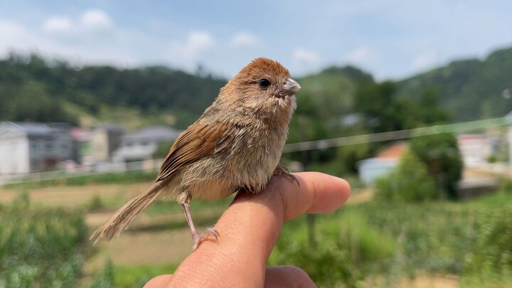 Kalau ketebalan muka ada peringkat, gagak jelas nomor satu!