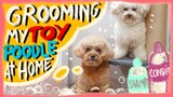 How to Groom a Toy Poodle at Home| Chris Christensen Day to Day Products| The Poodle Mom