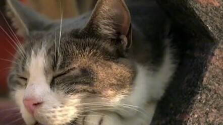 This little cat has stayed by its owner’s grave for two years, bringing a new gift every single day 