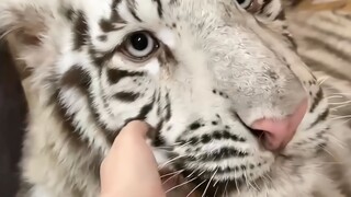 Today is Big Kitty's bath day!