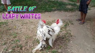 Leapy Whites Battle!      JRP Gameyard