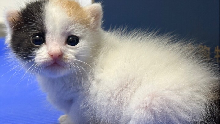 Trời mưa, tôi đã nhặt được em!