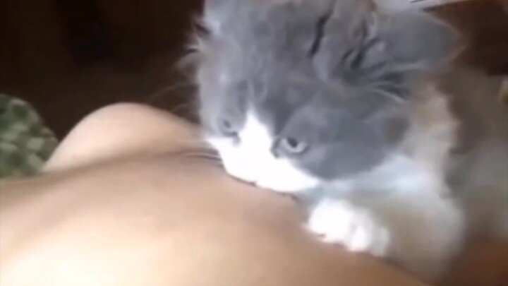 睡觉时小心家里的猫“咪”