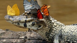 Caimaninae crocodiles hunting