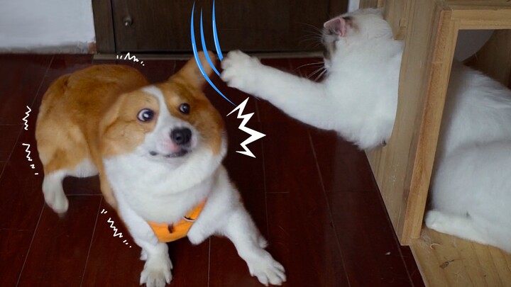 Poor Corgi got hit by cat...