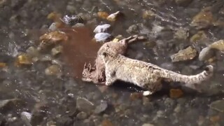 Snow leopard and crashed blue sheep