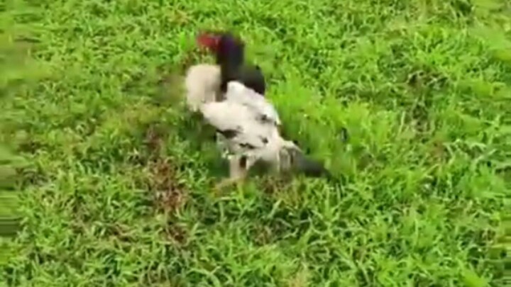 The Black was gifted by a friend. Just checking if he knows how to Dance. Well, he does. Fair enough