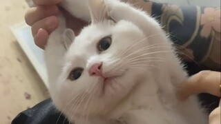 Sống đi, ai có thể sống lâu hơn bạn?