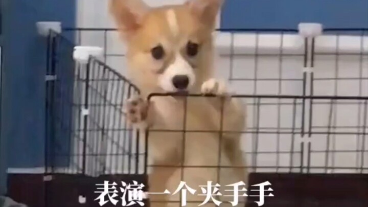 Corgi: Mời các bạn xem màn đổi tay liên tục không chút hụt nhịp!!!