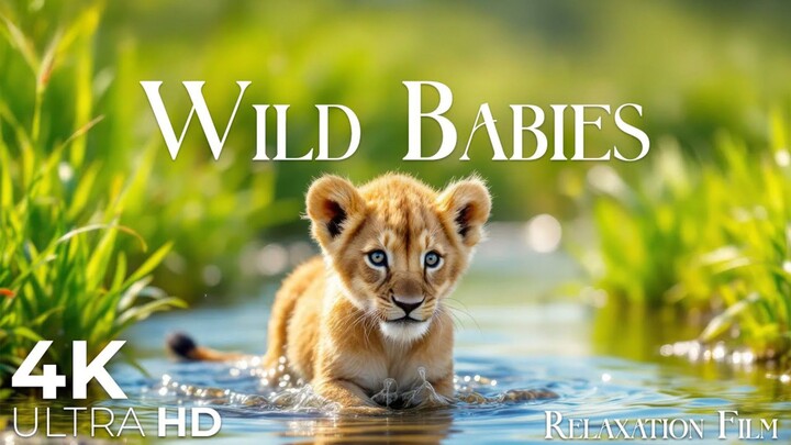 《治愈时刻！野生动物の悠闲日常，看完压力全没了～》