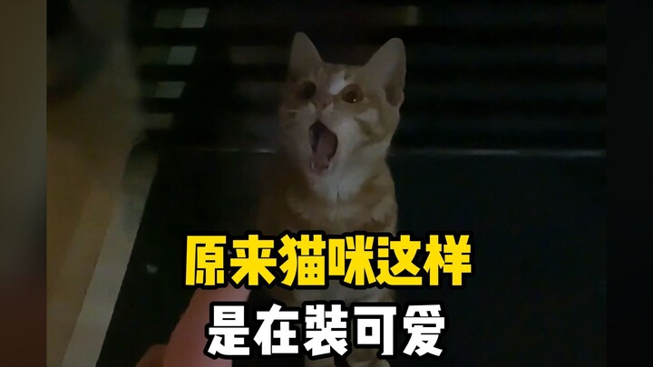 So it turns out cats really do deliberately act cute just to charm humans…