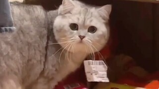 Mommy Sang, I really didn't sneak any snacks!