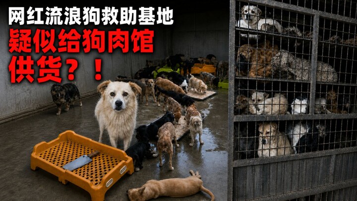 Exposing a stray dog scam involving fraudulent donations, only to end up losing 200,000!