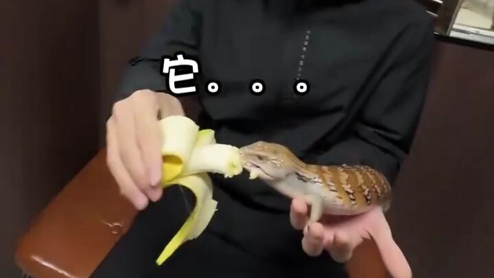 Một ngày đi làm của thú cưng cưng
