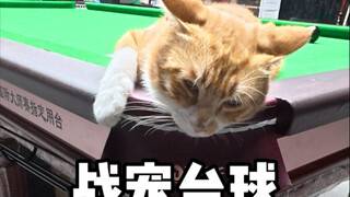 كرة البلياردو مع حيوانات أليفة برتقالية