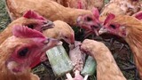 Animal|Chickens Eat Ice Cream
