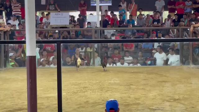 1st fight Magtakin Cockfighting Dec.23,2023
