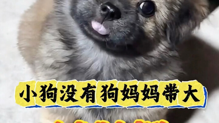 A puppy raised without its mother may grow up to be a “literacy-challenged” dog.