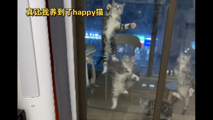 I’ve actually raised a happy cat—five of them!!!!