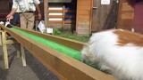 Đoàn tàu chuột lang cực kỳ đáng yêu ở nông trường Nhật Bản
