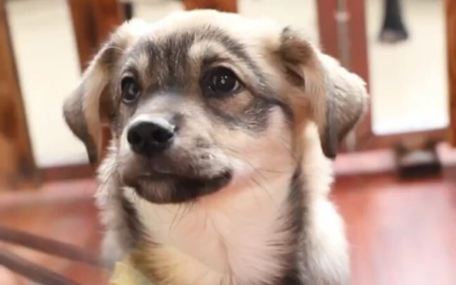 Today I did an ear surgery on Ping An—it seems to have gone pretty well, but it’s still kind of scar