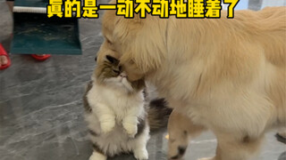 怎么会有这么心大的猫啊！！！