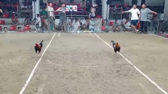 Pumpkin Sweater | 1st Entry @ Amansabina Cockpit Arena | 2nd Fight (Win) Champion