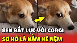 Cô chủ bất lực với nàng Corgi sơ hở là ĐÒI NẰM KÉ nệm của chủ 😂 | Yêu Lu