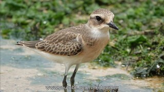 Migratory LESSER SAND PLOVERS, Singapore